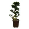 Ficus Microcarpa Ginseng (Bonsai) ↑ 70 Cm Ø27cm
