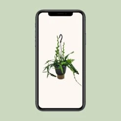 Epiphyllum Anguliger (Fishbone Cactus) ↑ 35 Cm -URBAN INGL Shop unnamed f50238fc 5955 4afb a091 80e63a0d53e1