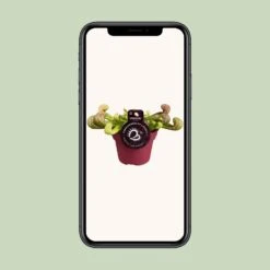 Peperomia Santorini (Trailing Peperomia) ↑ 13 Cm 9 Peperomia Santorini (Trailing Peperomia) ↑ 13 Cm -URBAN INGL Shop unnamed feab57b2 75bd 4ea9 b9d4 005f1d595e45