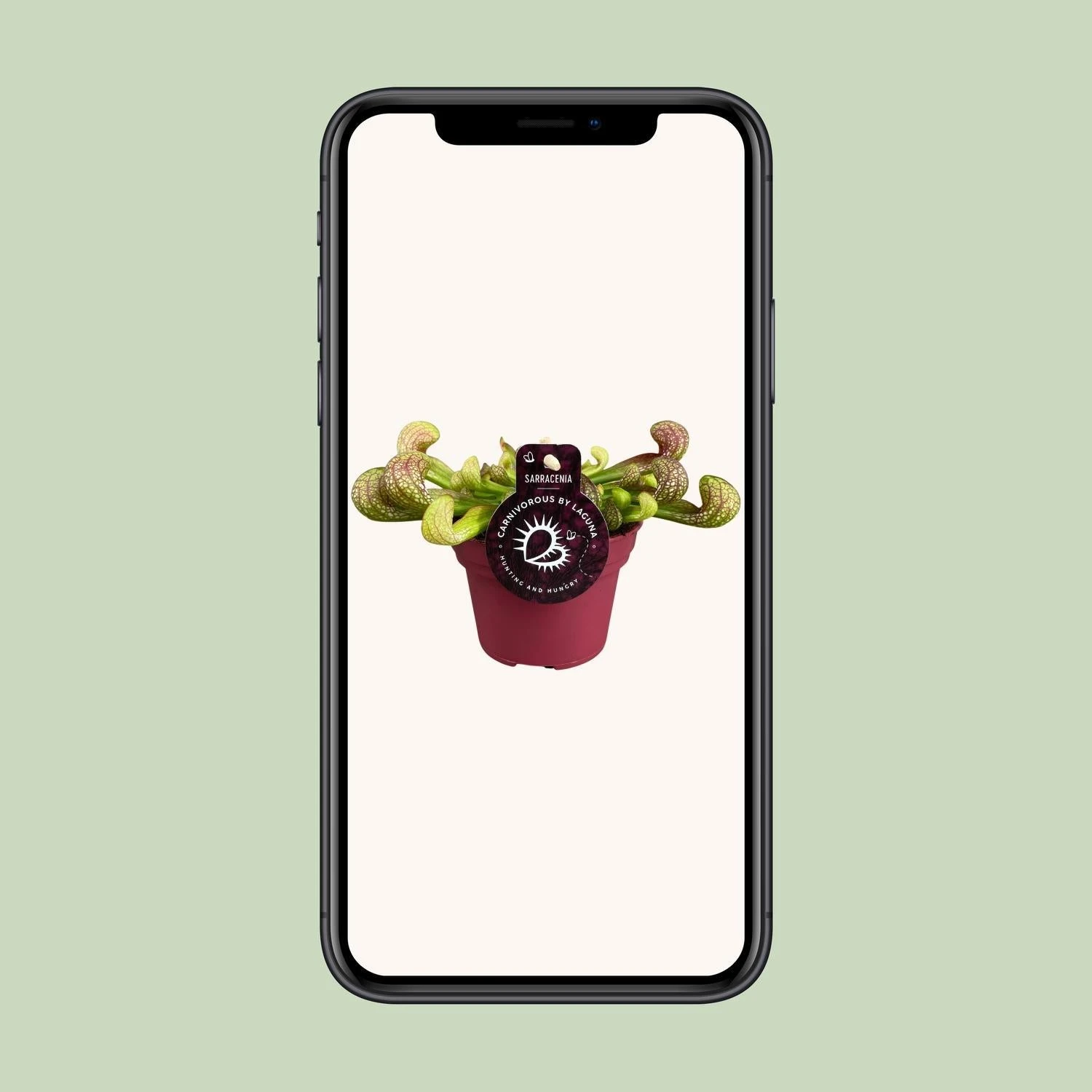 Peperomia Santorini (Trailing Peperomia) ↑ 13 Cm 6 Peperomia Santorini (Trailing Peperomia) ↑ 13 Cm - Image 4